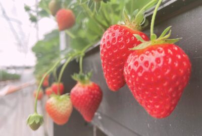 株式会社おさぜん農園