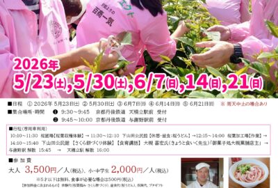 桜葉収穫体験