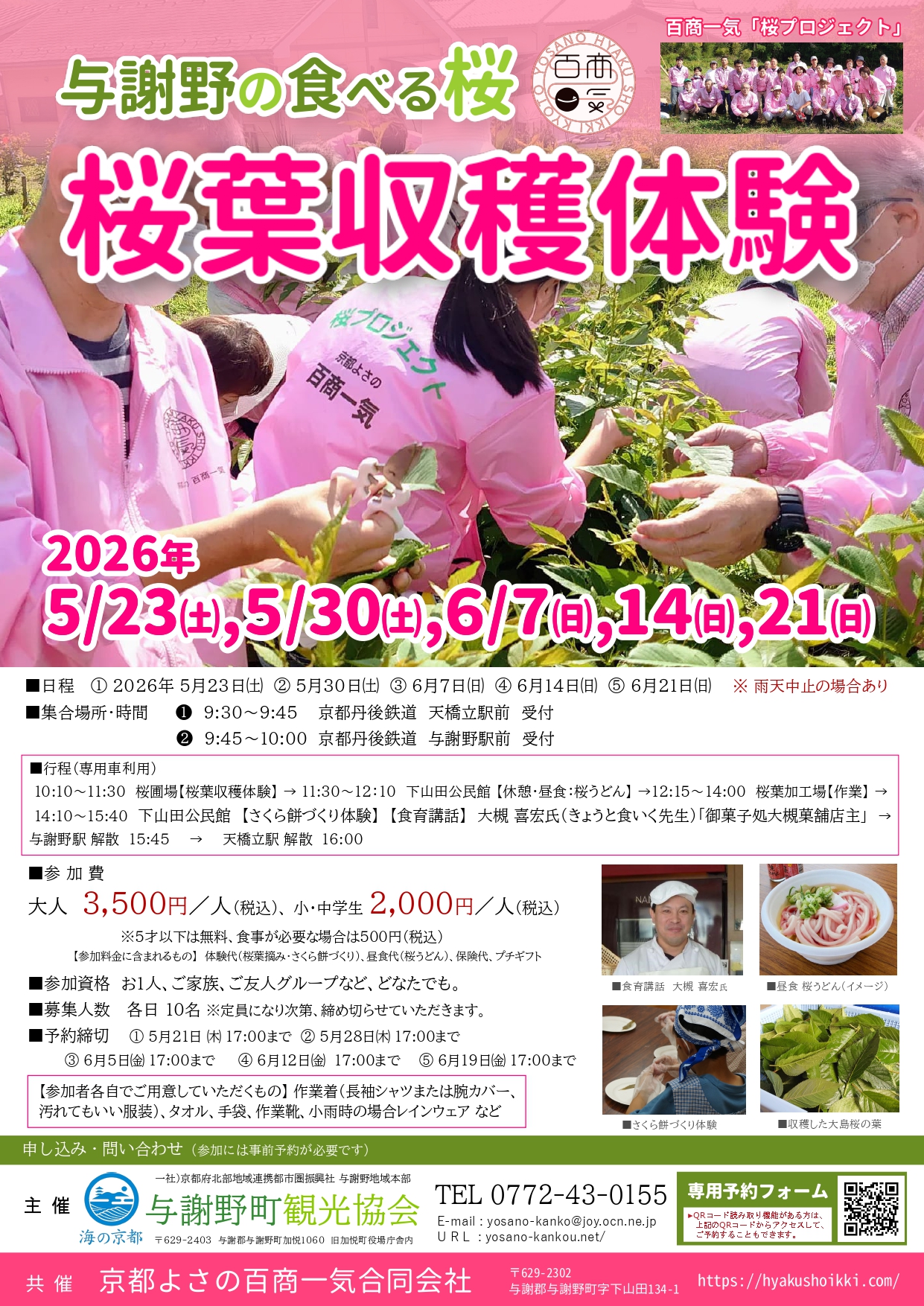 桜葉収穫体験