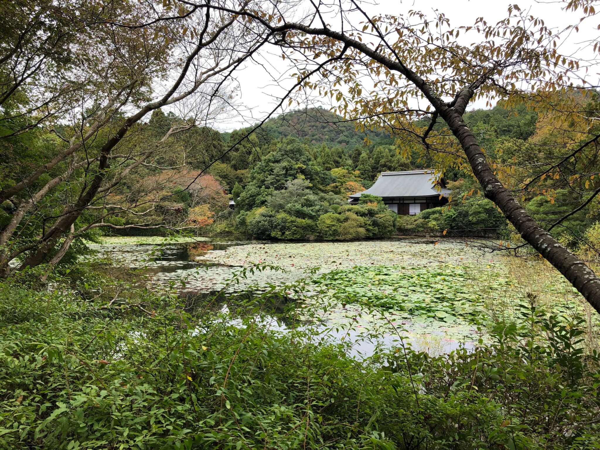 龙安寺亮点:枯山水庭园的魅力及周边推荐景点 - 京都美食与京都观光 GO KYOTOKyoto Gourmet and Kyoto ...