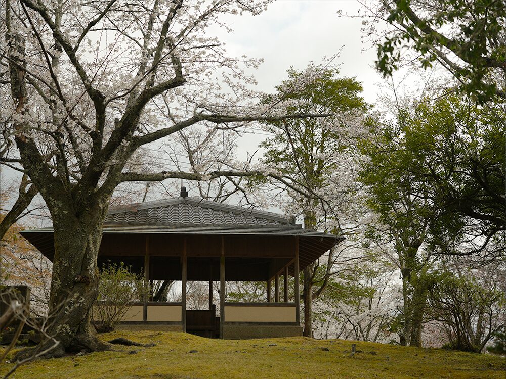 嵐山公園 亀山地区の桜