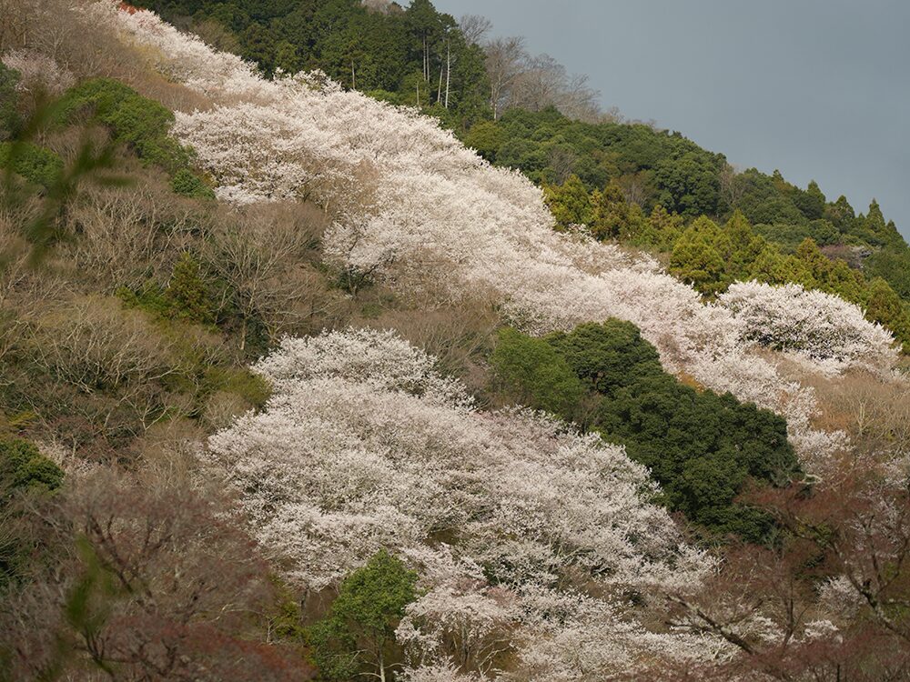 嵐山公園 亀山地区1
