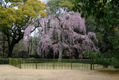 京都御苑の桜（出水のしだれ桜）