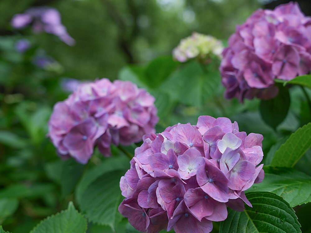 藤森神社紫陽花まつり1