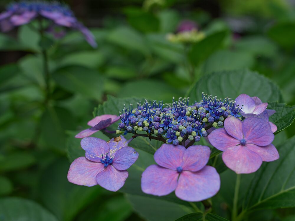 藤森神社紫陽花まつり