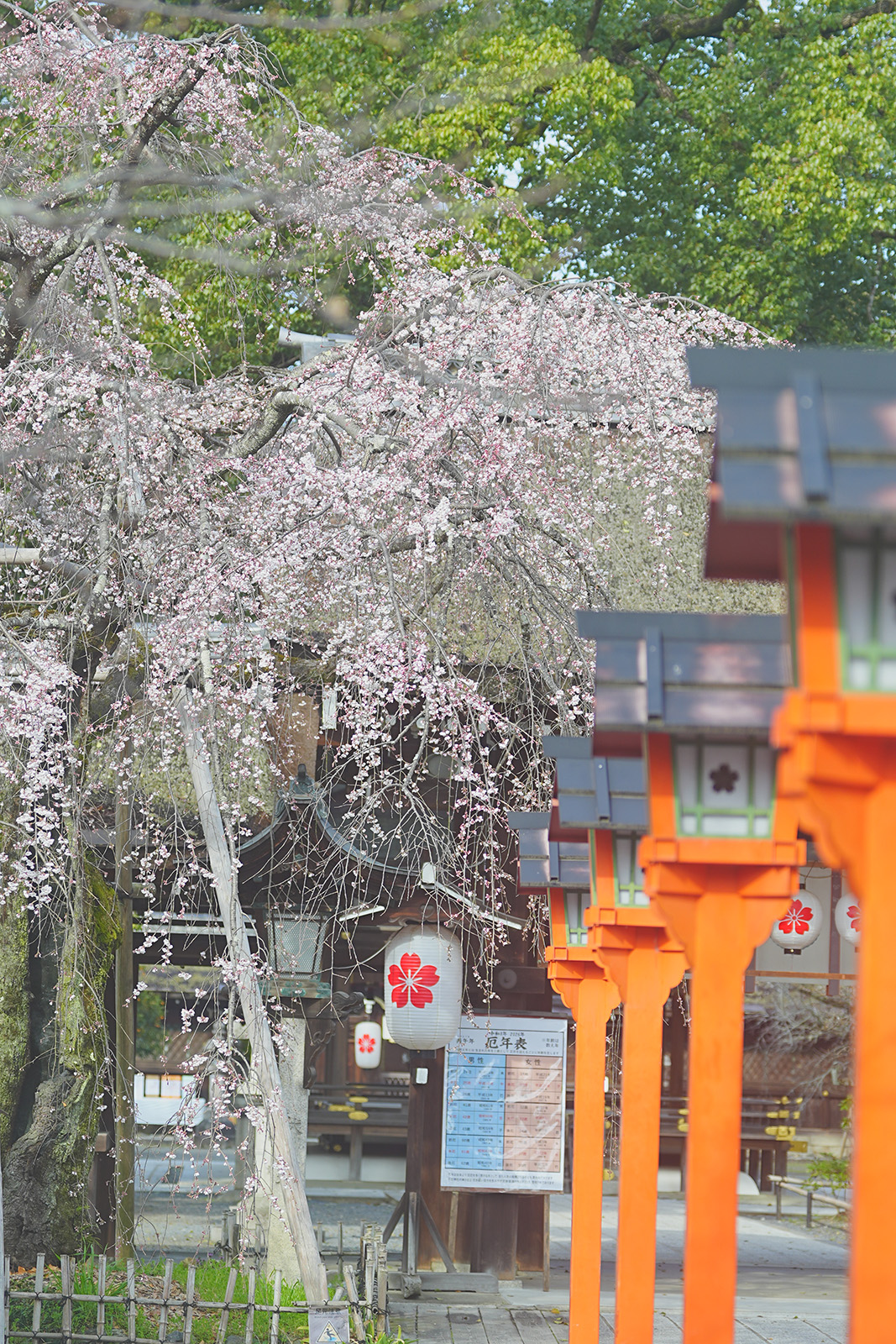 京都御苑の桜 近衞邸跡の枝垂れ桜1
