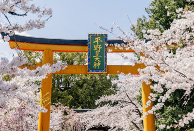 平野神社 桜