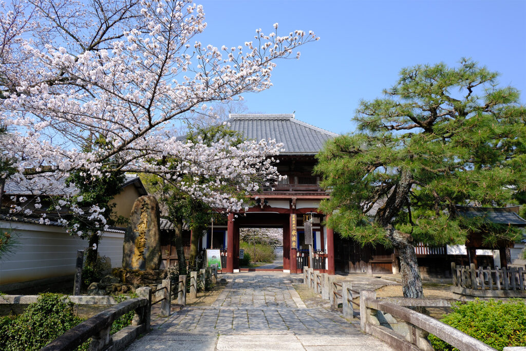 本法寺の桜4