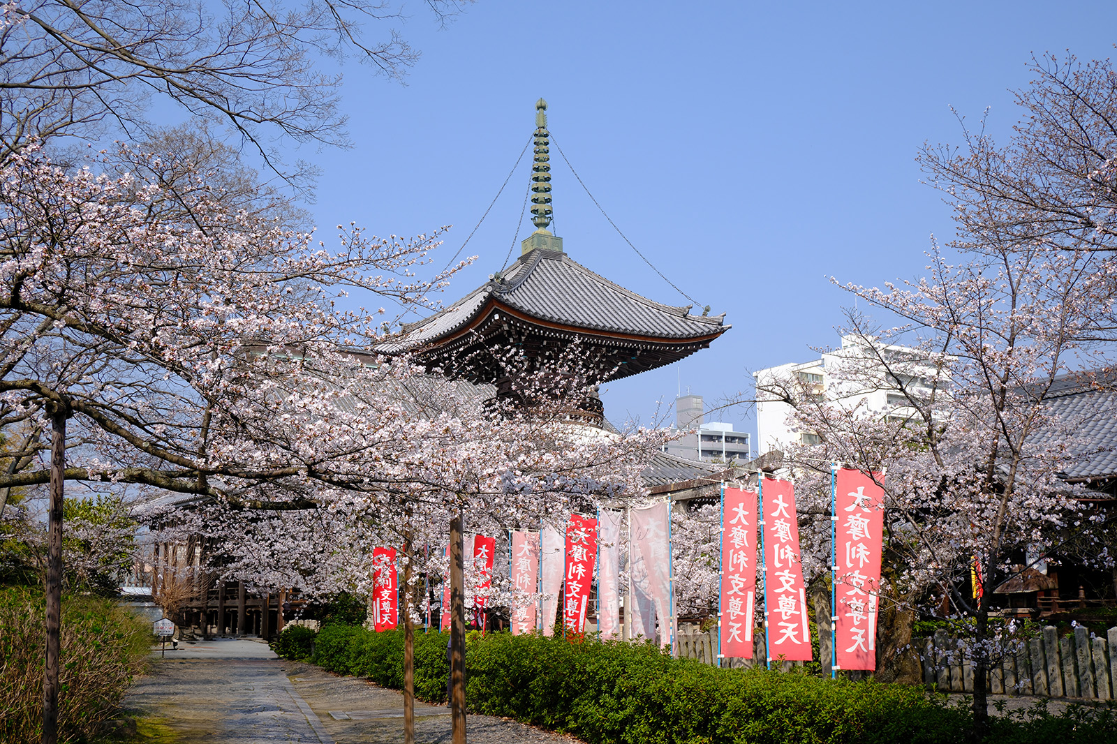 本法寺の桜3