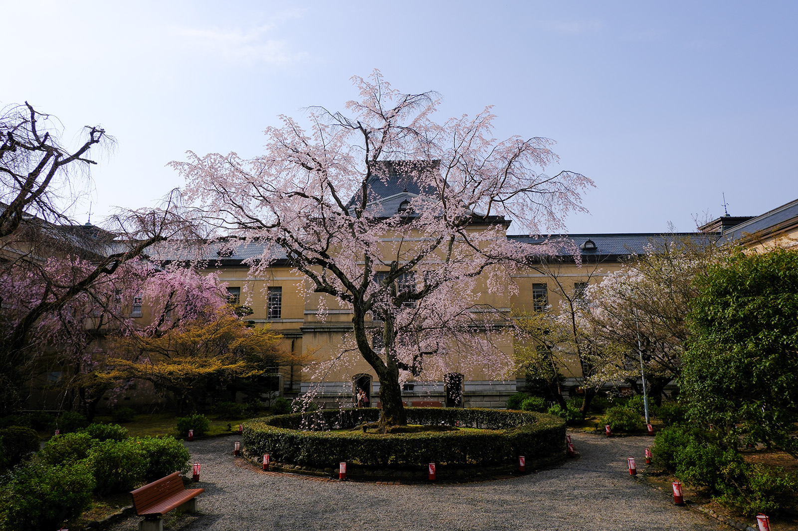 京都府庁旧本館の桜1