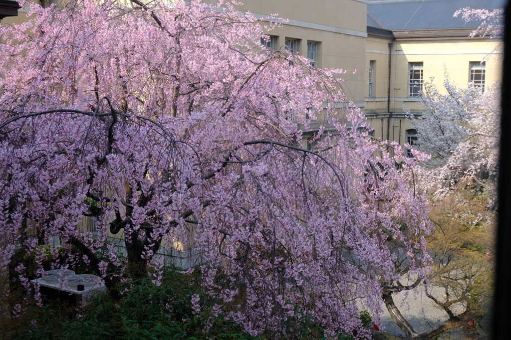 京都府庁旧本館の桜3