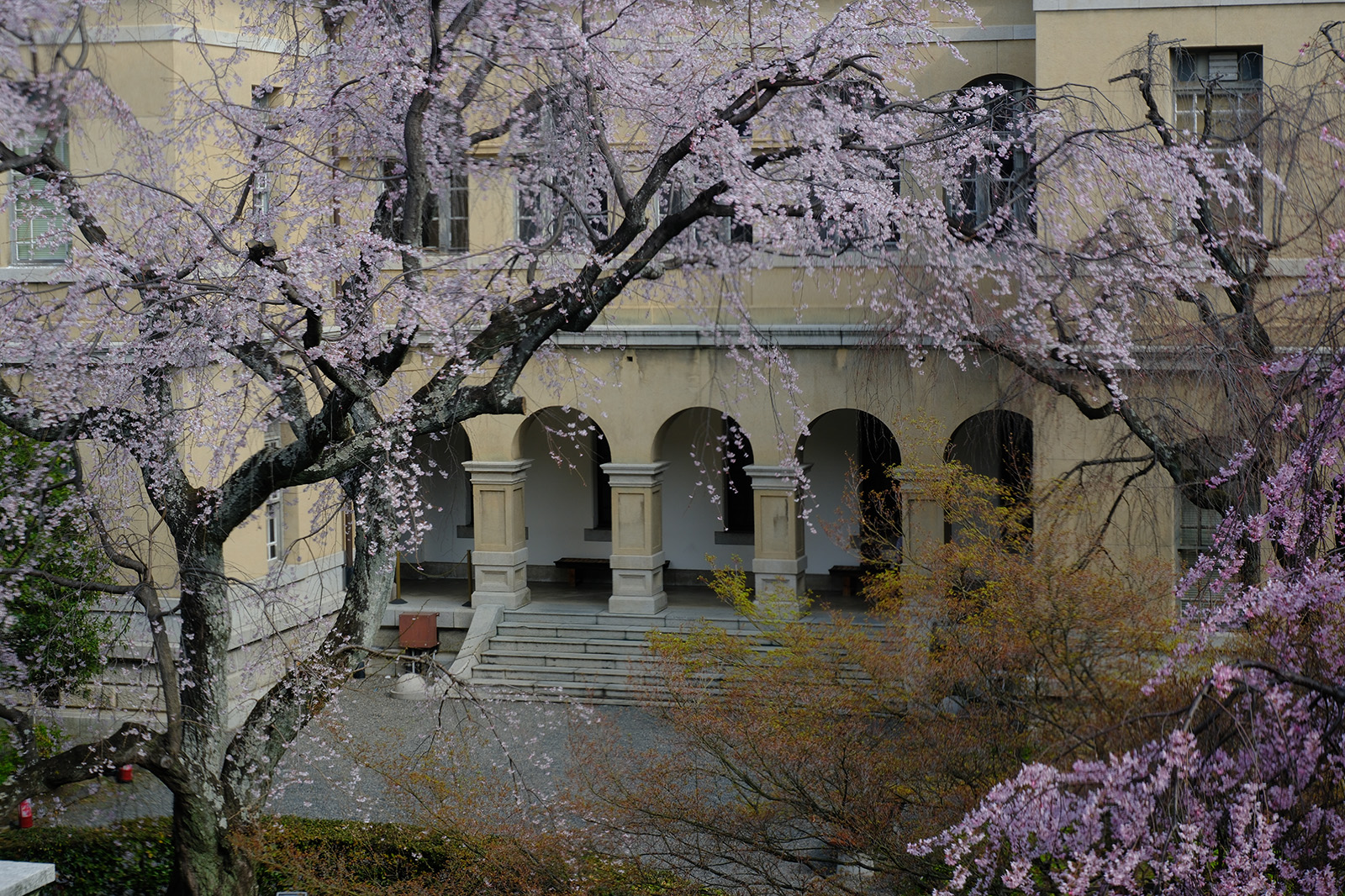 京都府庁旧本館の桜3