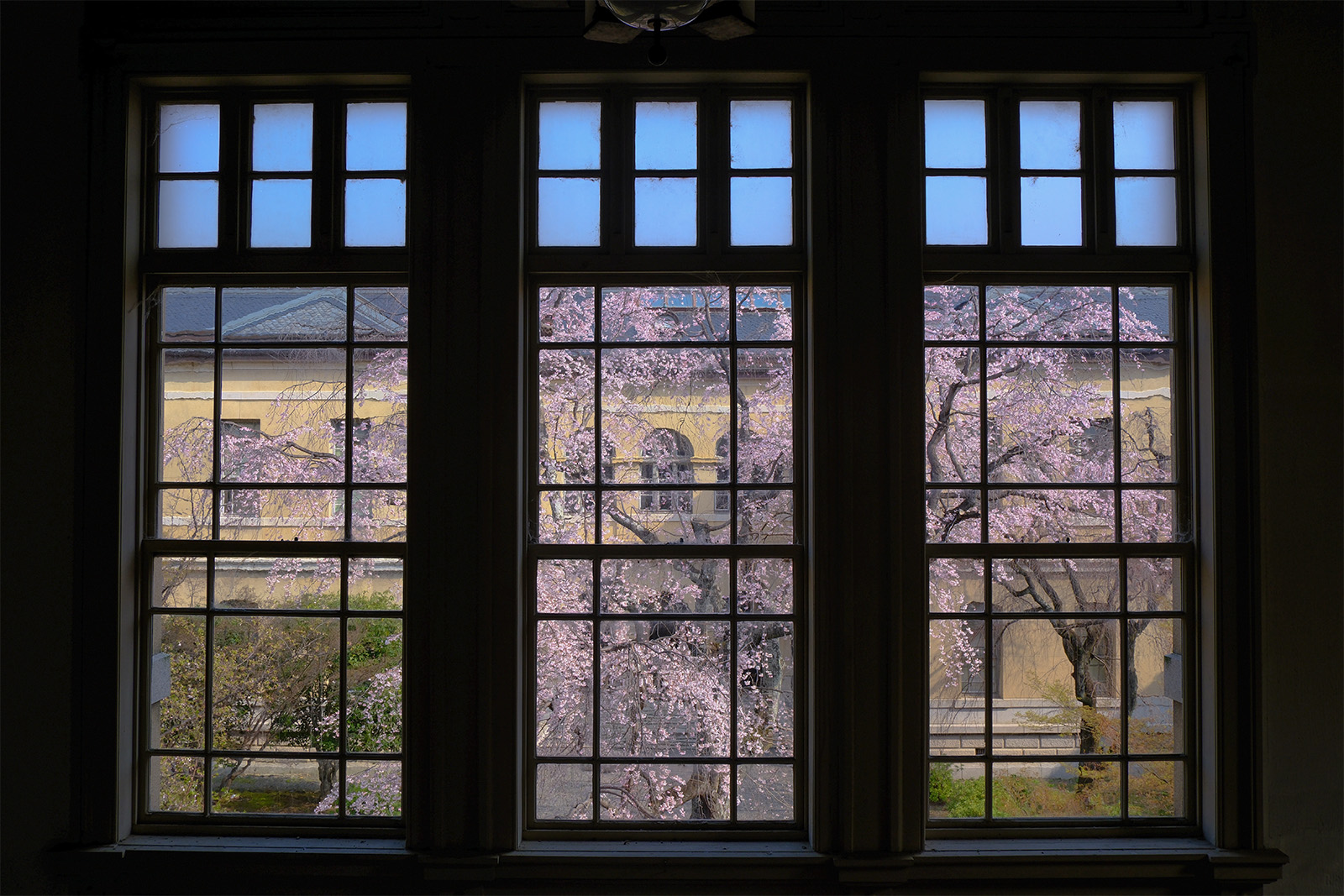京都府庁旧本館の桜1