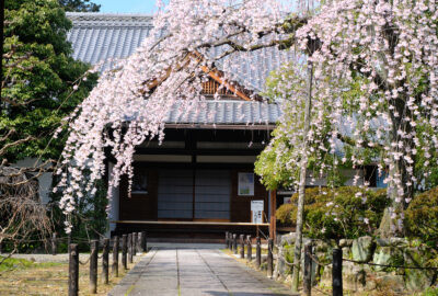 上品蓮台寺 桜1
