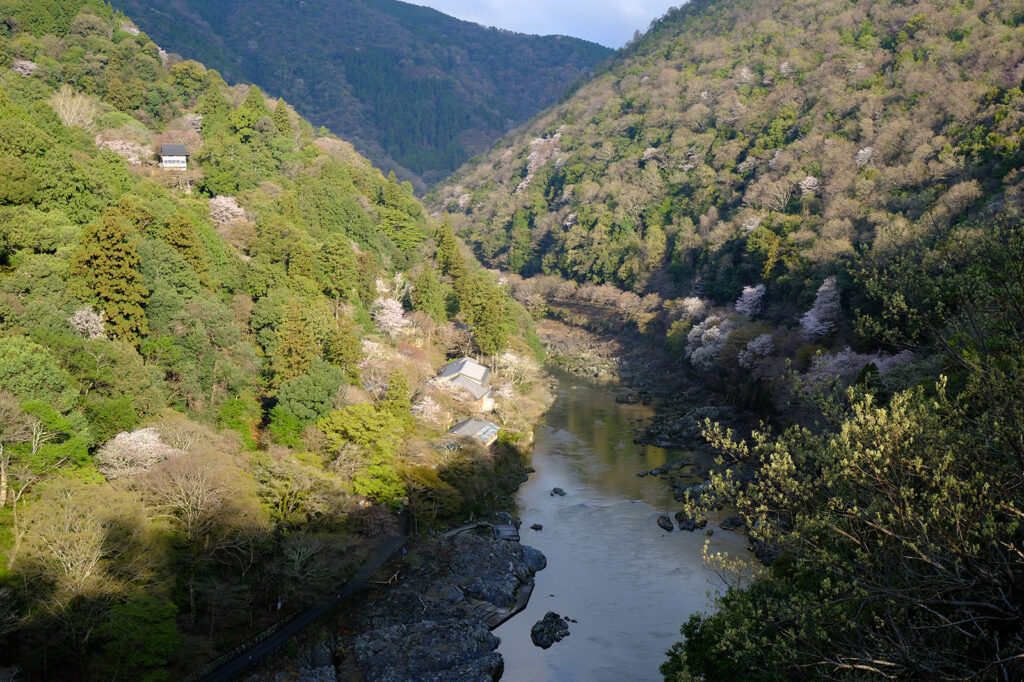 嵐山・嵐山公園の桜2
