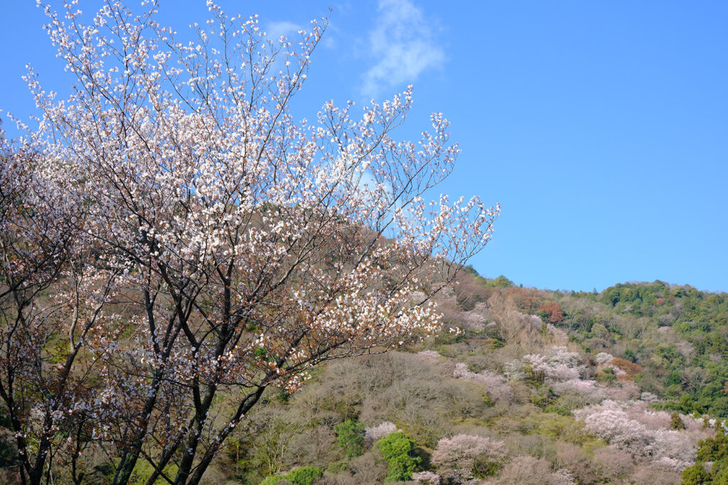 嵐山・嵐山公園の桜3