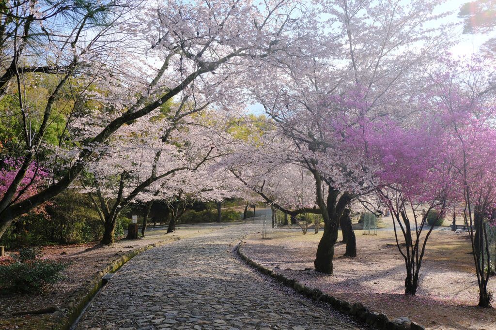 嵐山・嵐山公園の桜4