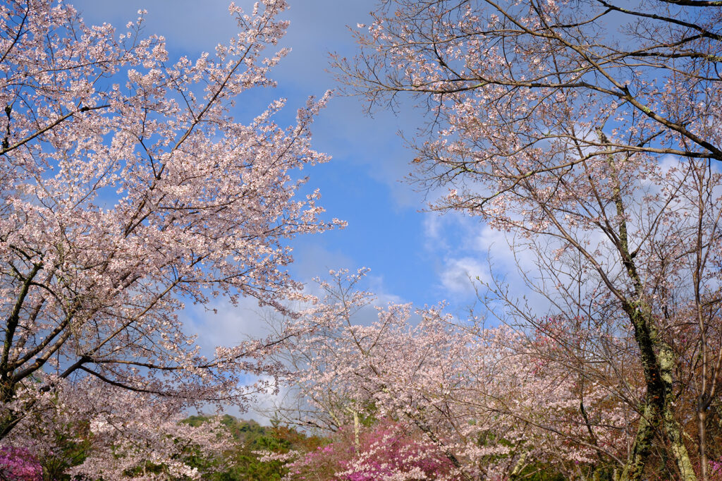 嵐山・嵐山公園の桜5