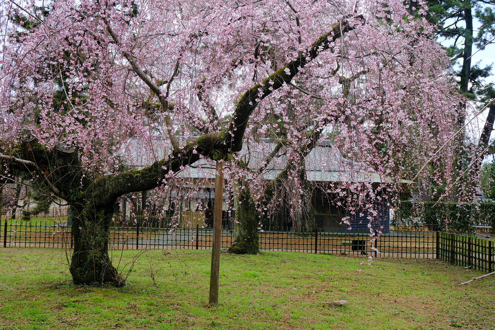 京都御苑の桜　近衞邸跡の枝垂れ桜2