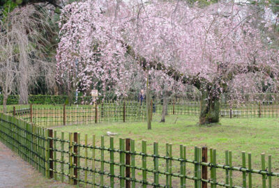 京都御苑の桜　近衞邸跡の枝垂れ桜1