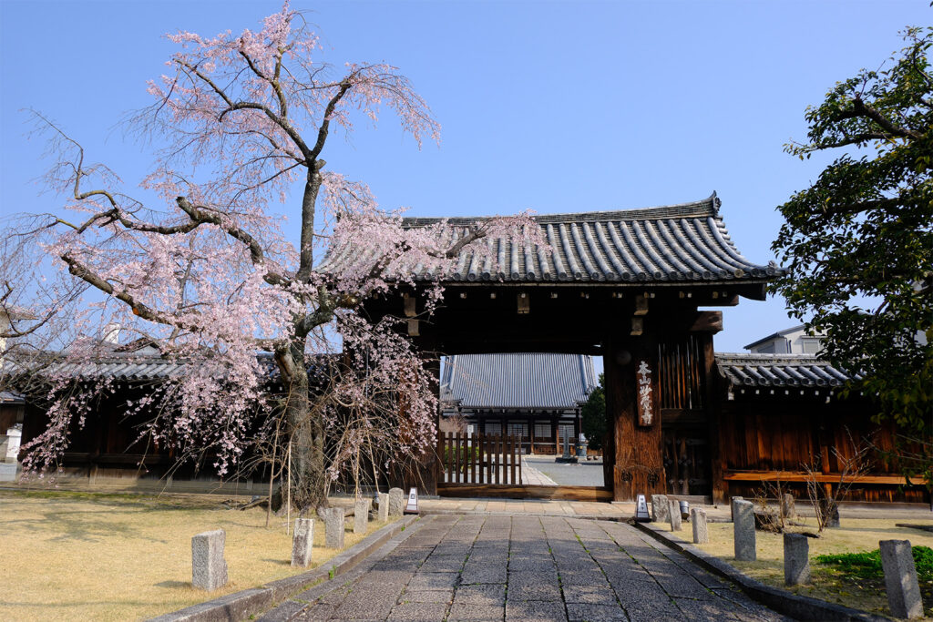妙覚寺の桜2