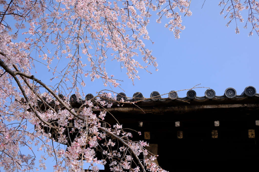 妙覚寺の桜1