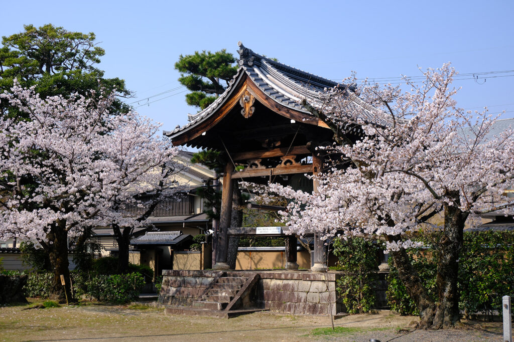 妙顕寺の桜3