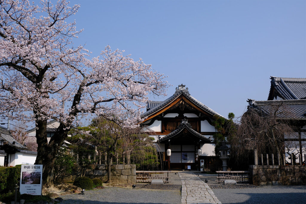 妙顕寺の桜1