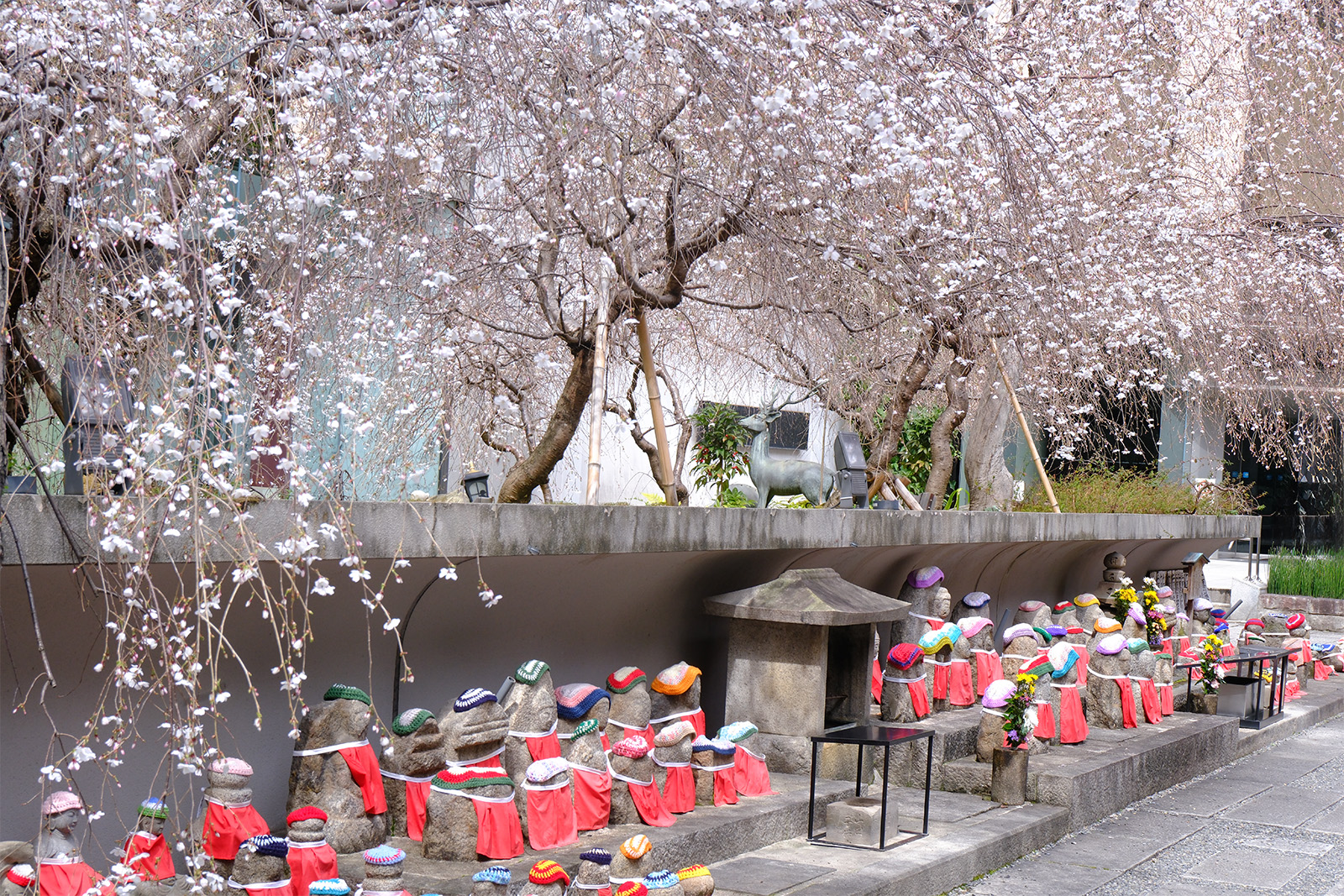 六角堂・御幸桜1