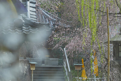 六角堂・御幸桜1