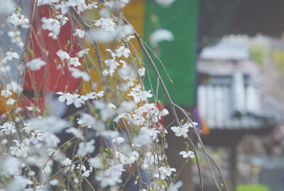 六角堂・御幸桜2