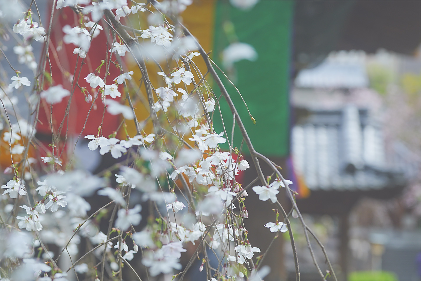 六角堂・御幸桜2