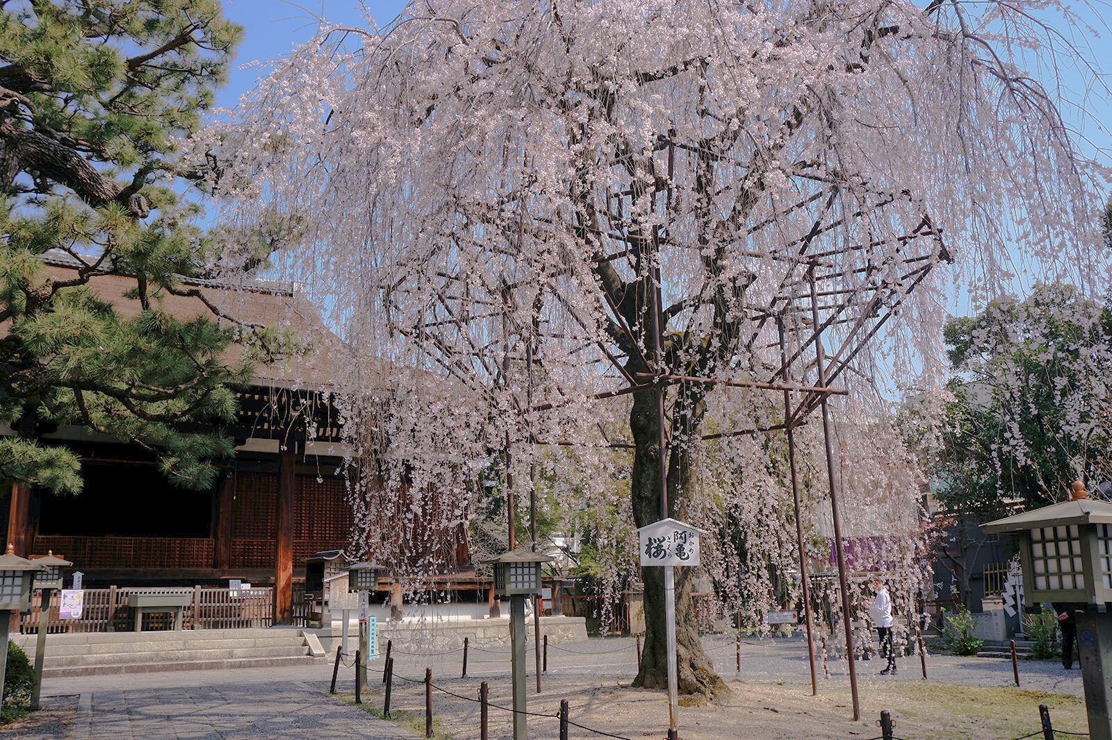 千本釈迦堂の桜1