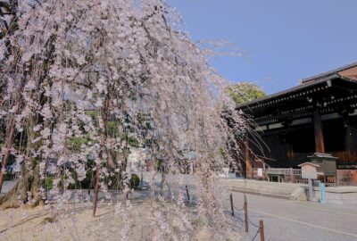 千本釈迦堂の桜1
