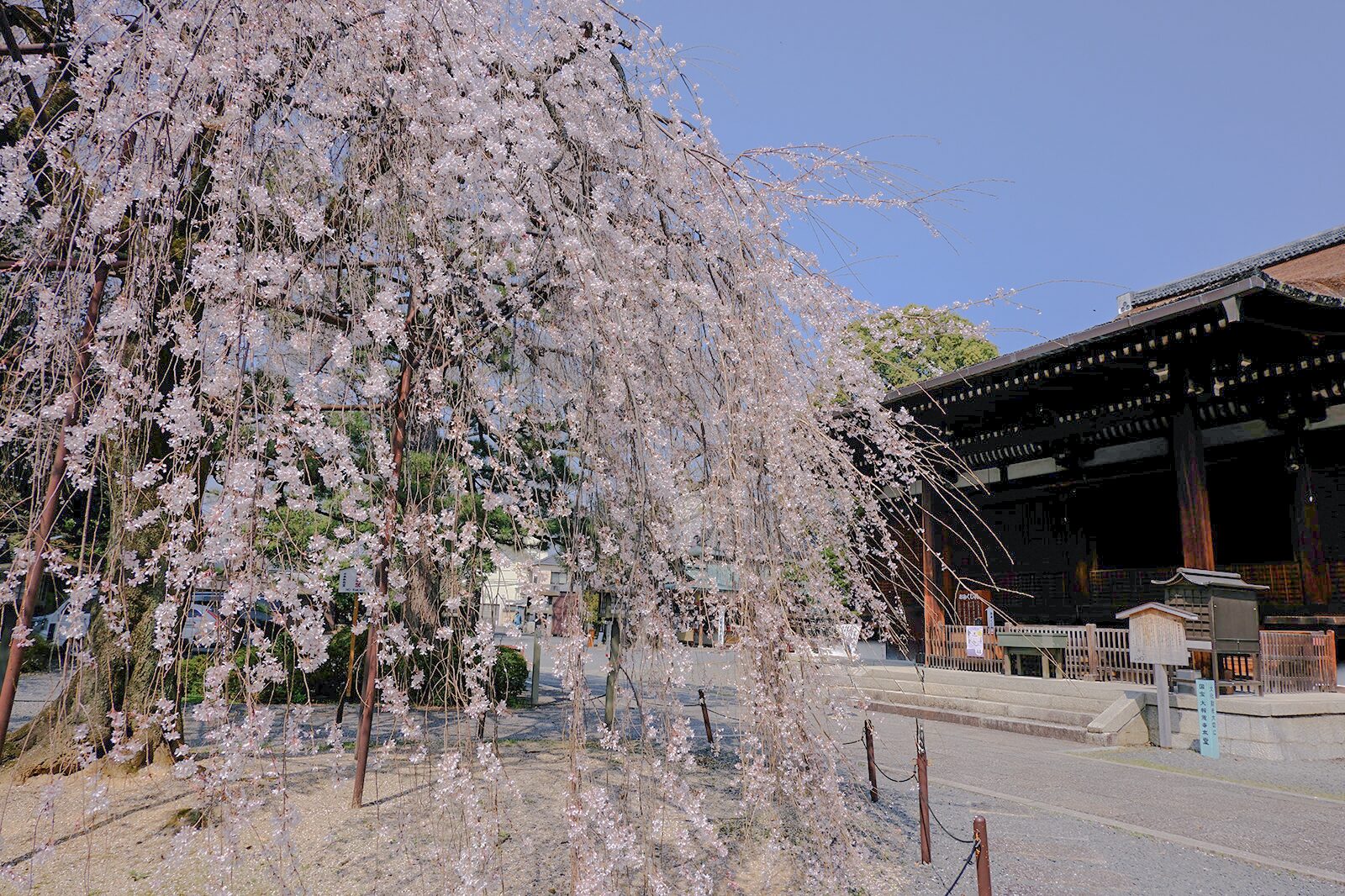 千本釈迦堂の桜1