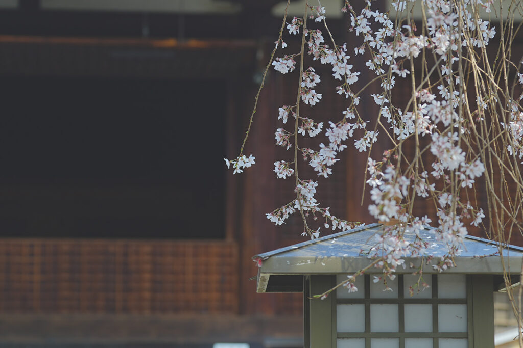 千本釈迦堂の桜3