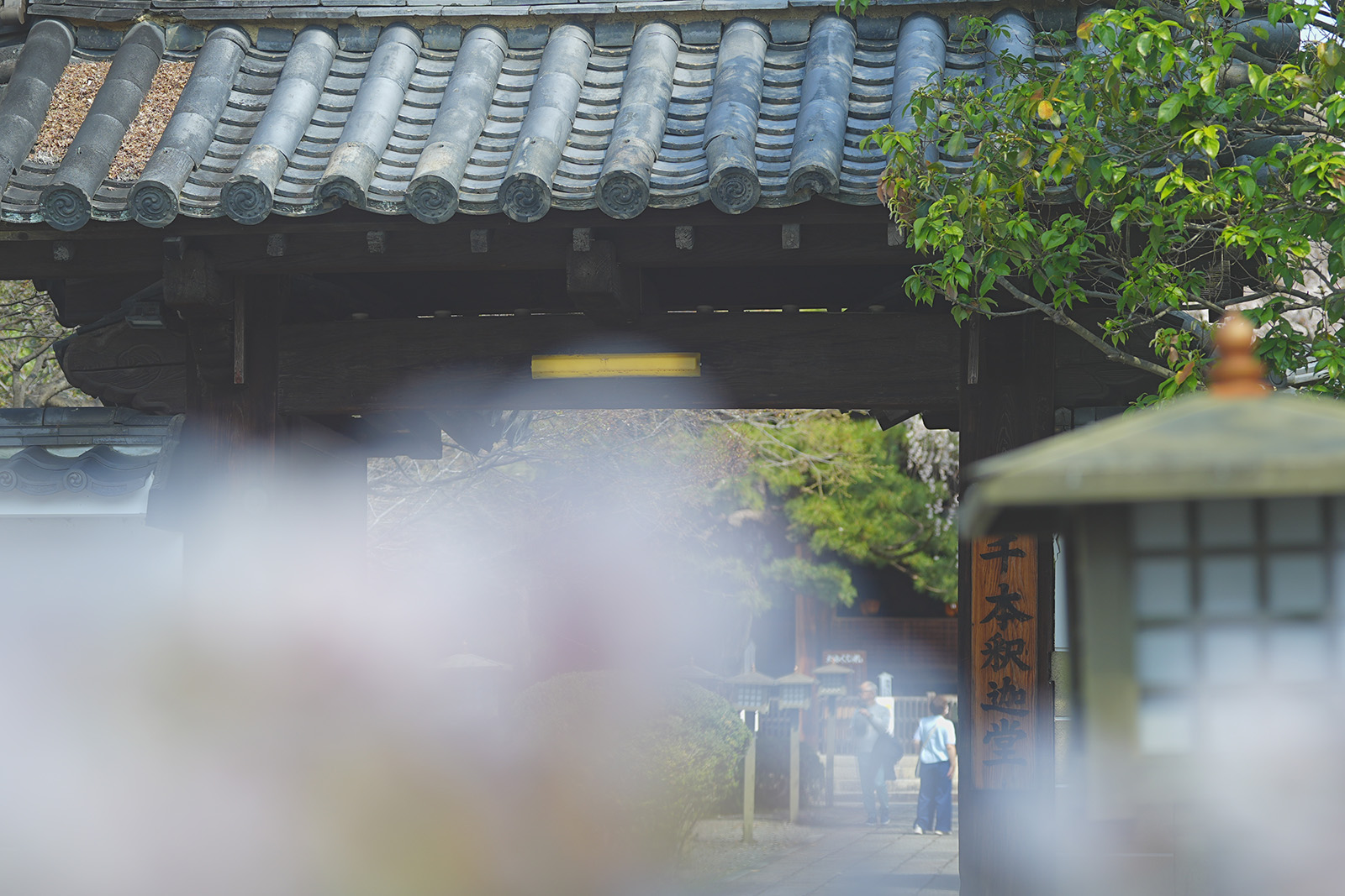 千本釈迦堂の桜3