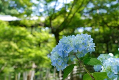 東福寺の紫陽花