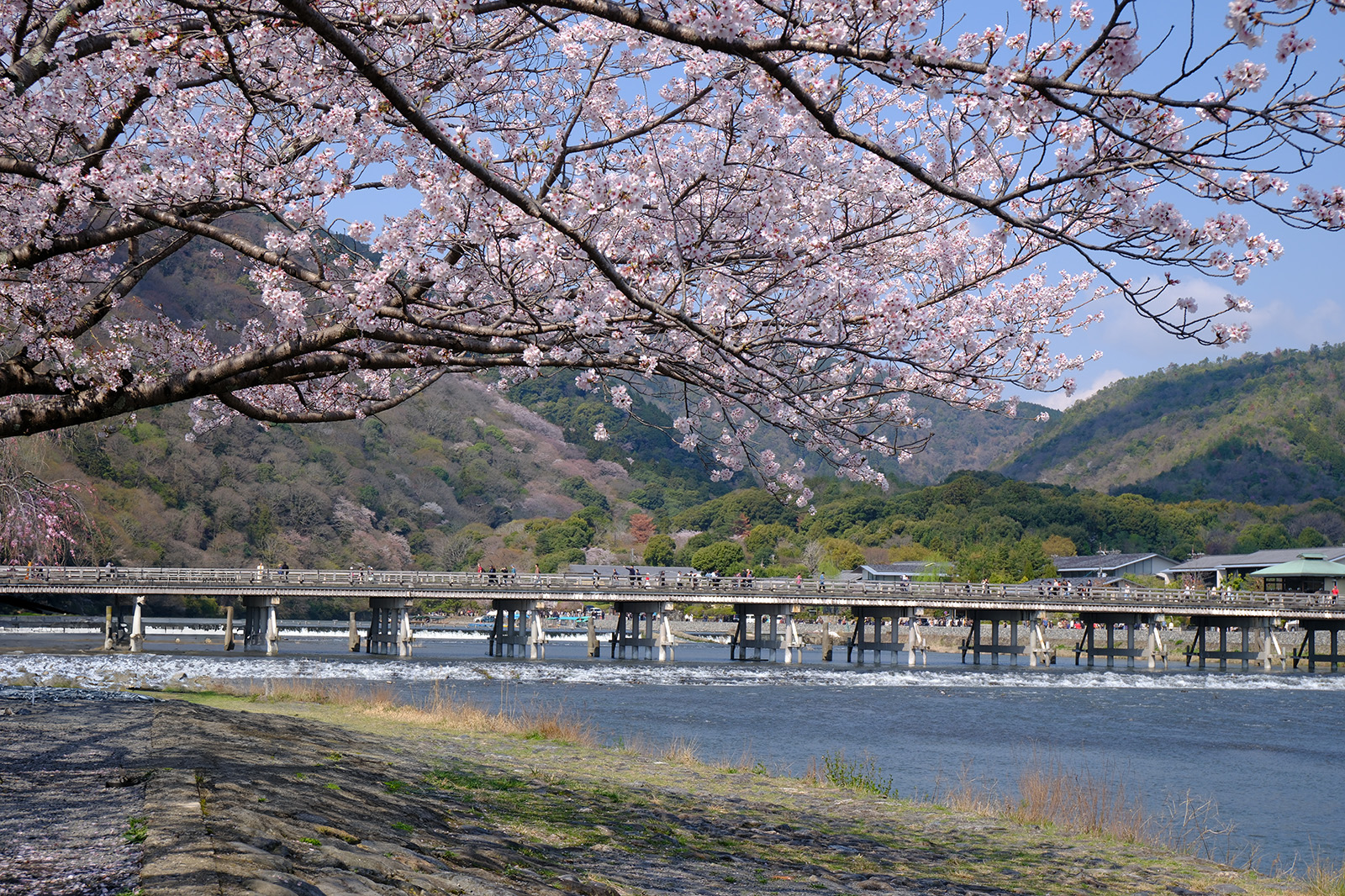 嵐山・渡月橋の桜1