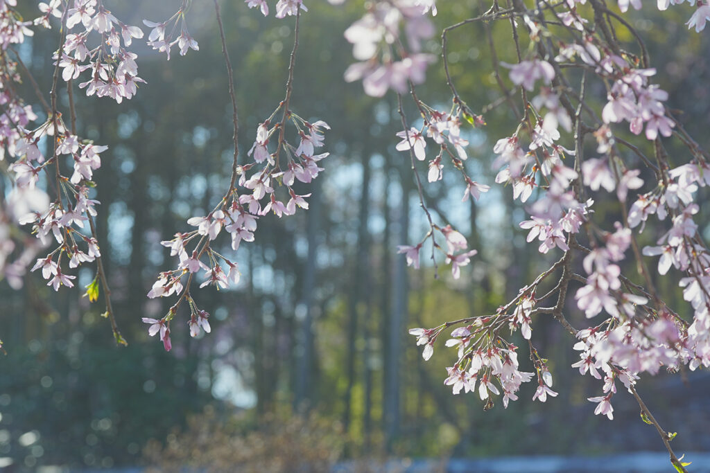 嵐山・嵐山公園の桜1