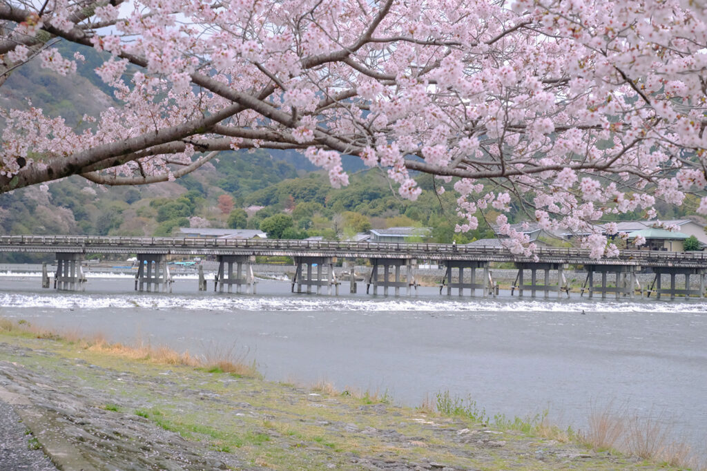 嵐山・渡月橋の桜4