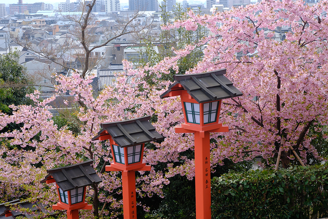 建勲神社　河津桜
